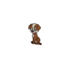 Cão - Aplicação Termocolante